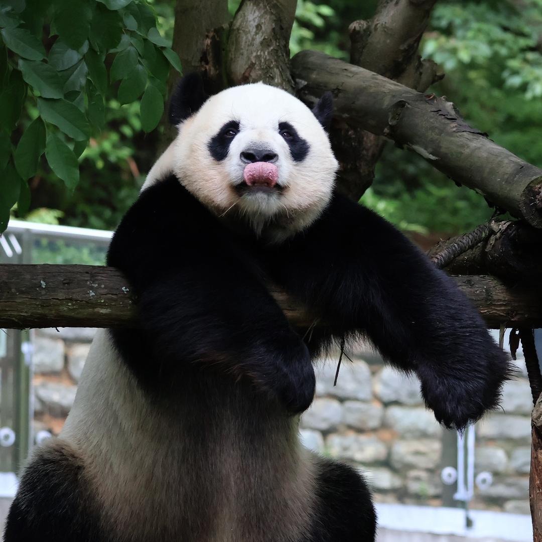 胖墩Panda