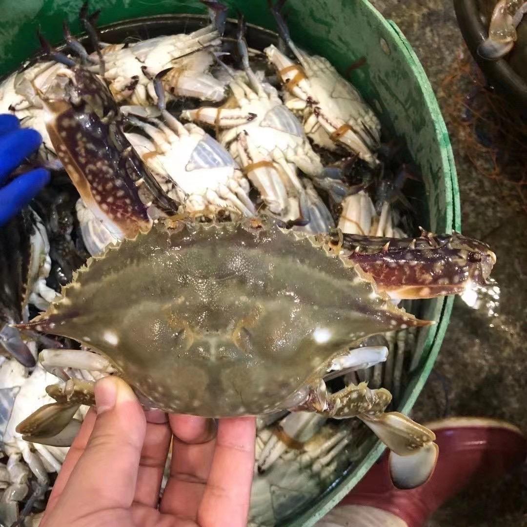 琪盛海鲜