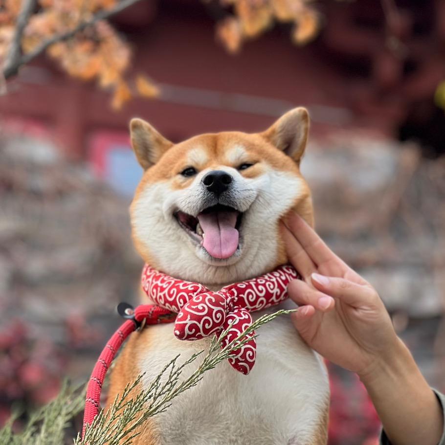 是柴犬查理呀