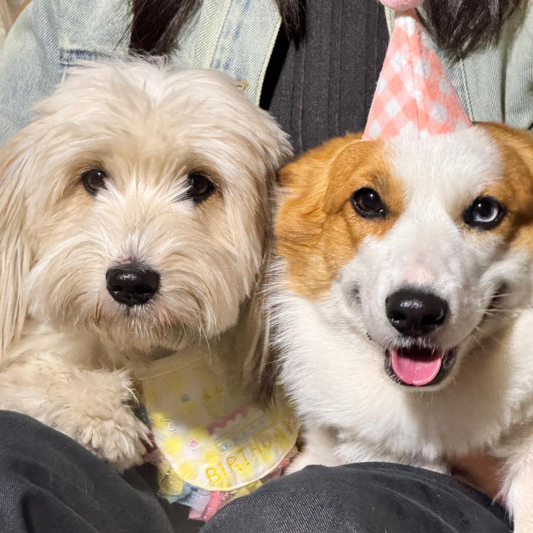 柯基九月🐶