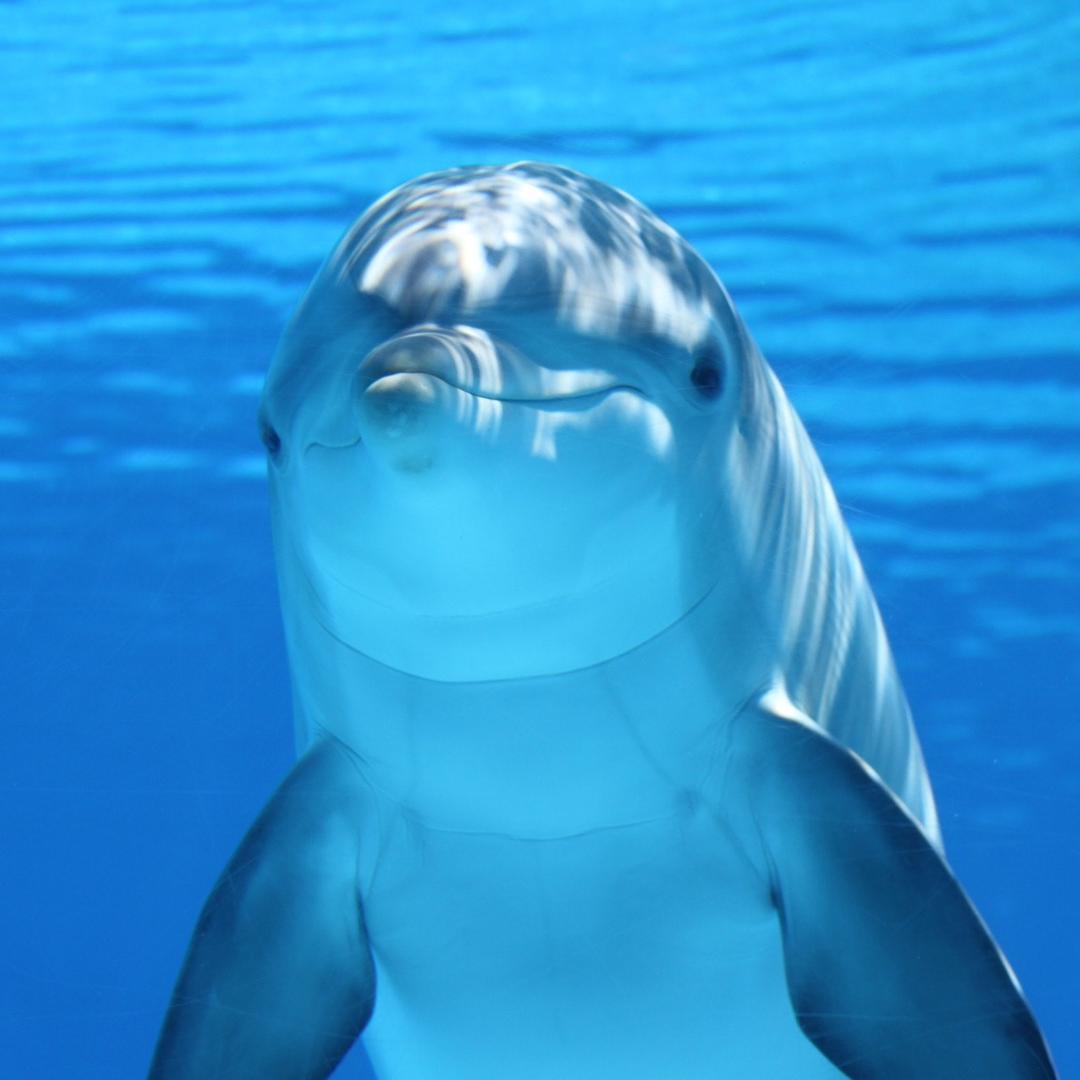 壹壹的海洋