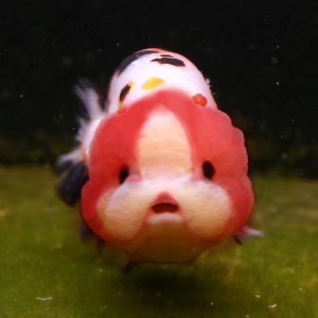 上海新振兰寿金鱼