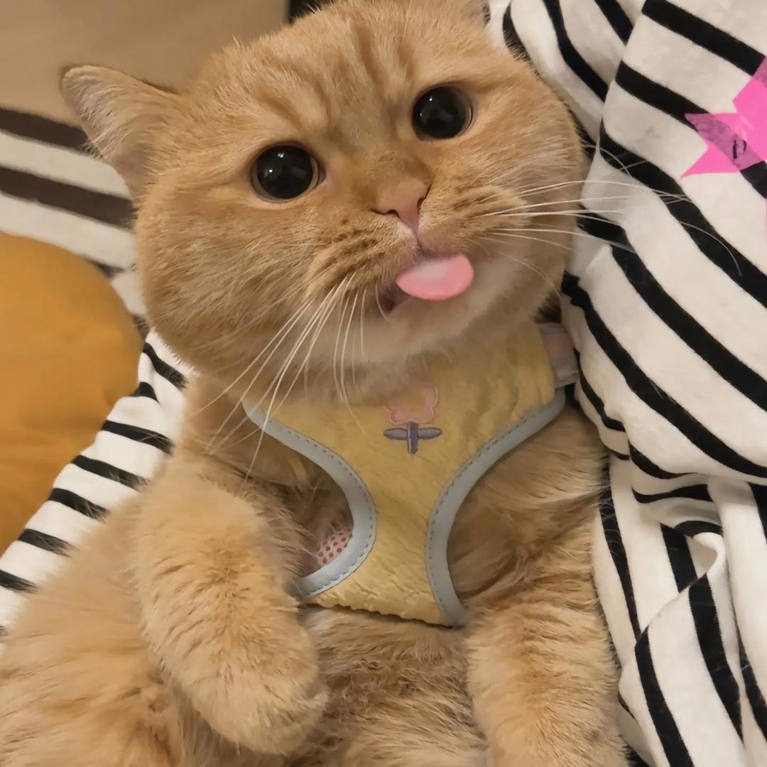 窝瓜侠顶呱呱😎