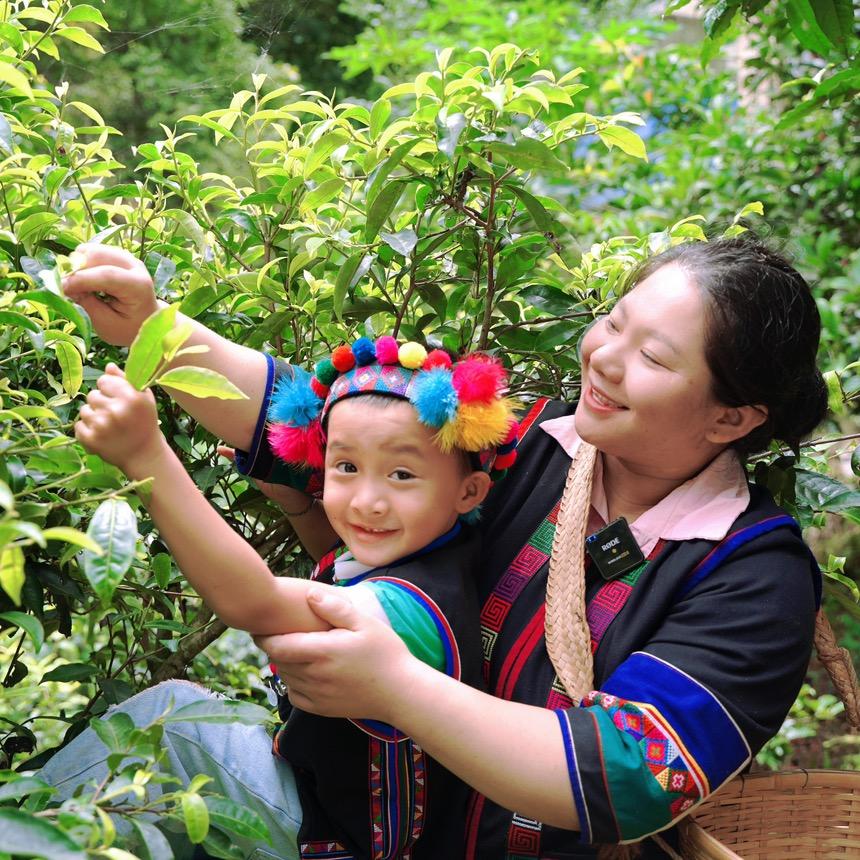 南糯山茶农世家