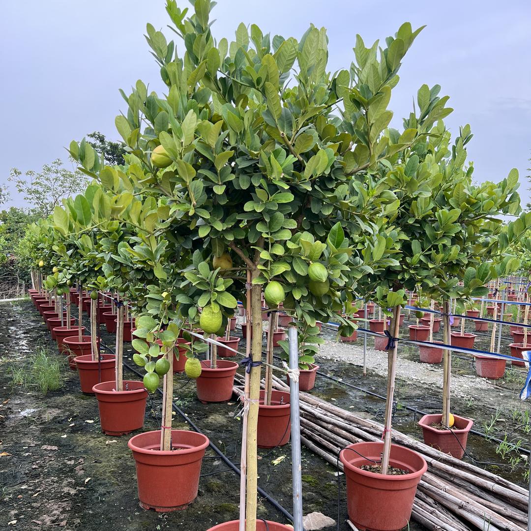 振盛园林果树苗木盆栽