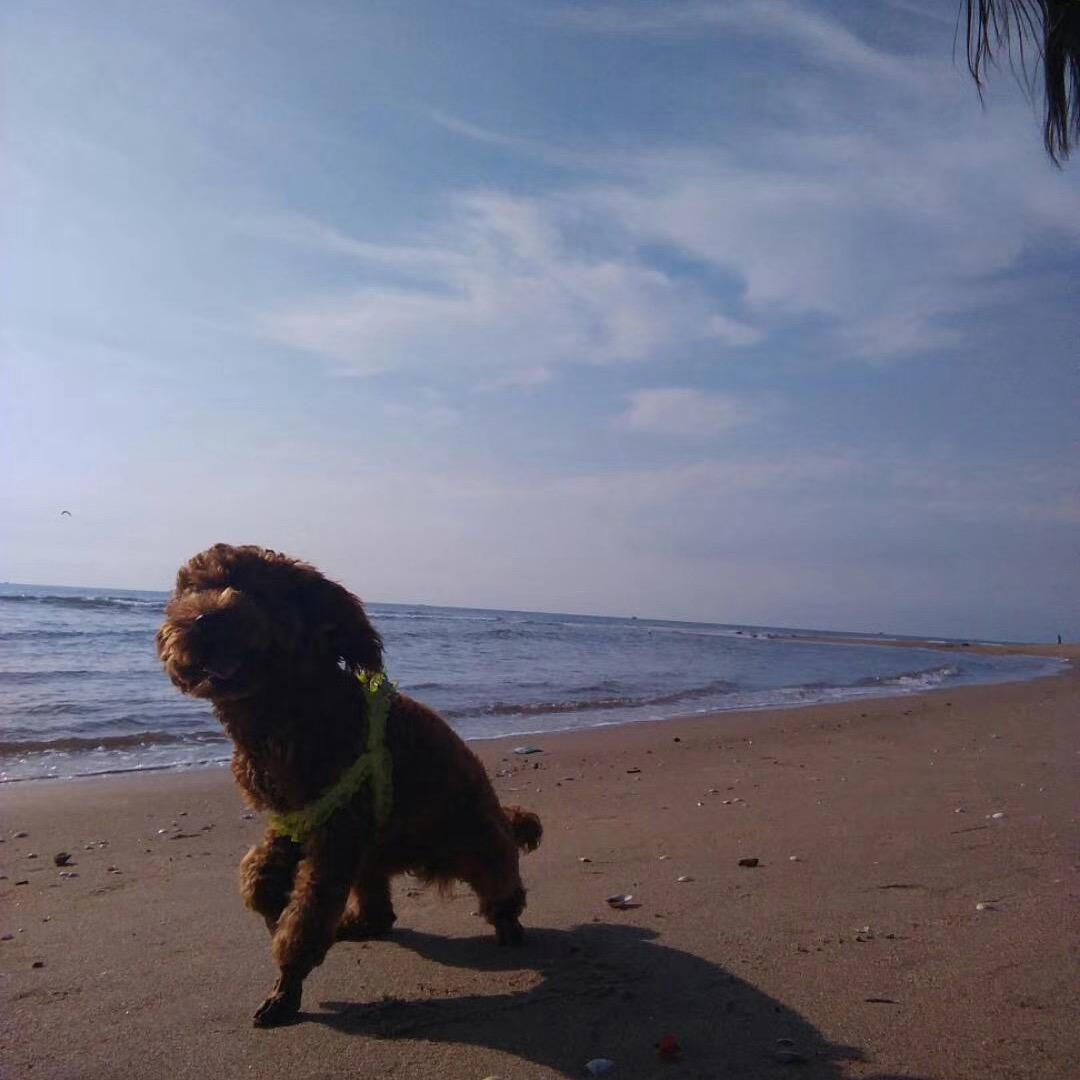 沉浸式遛狗