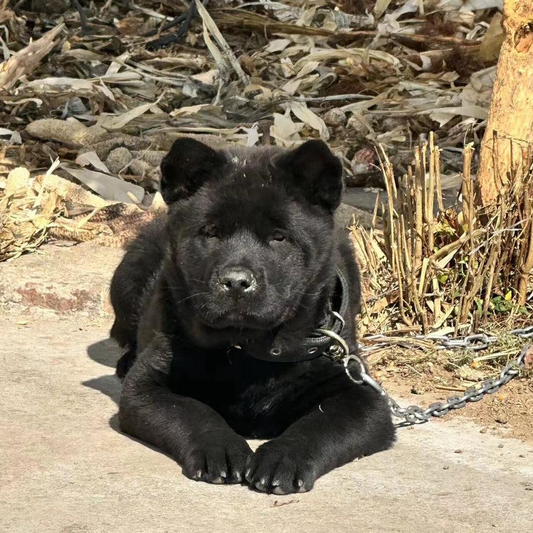 崔哥家的田园犬