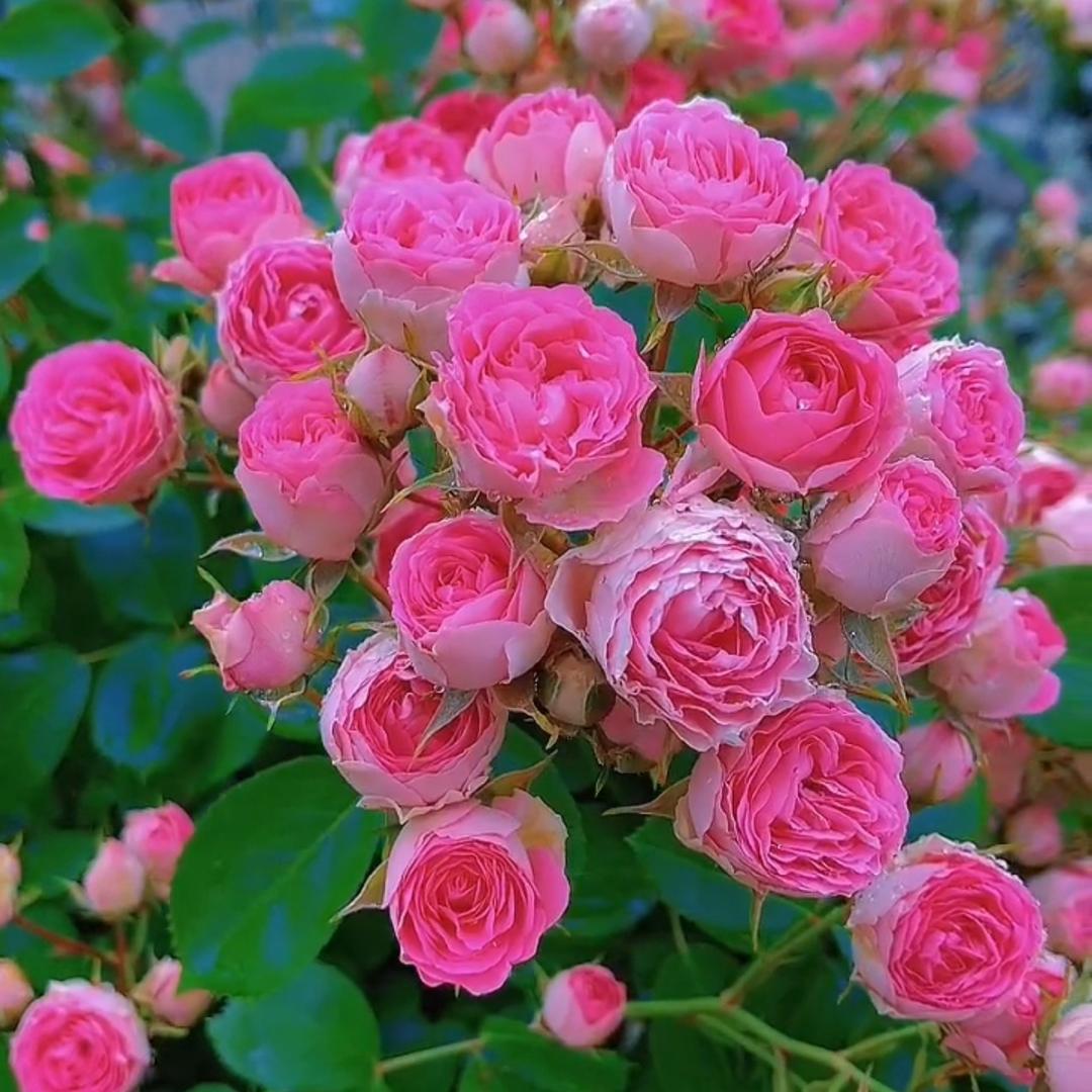 芹园花卉园艺