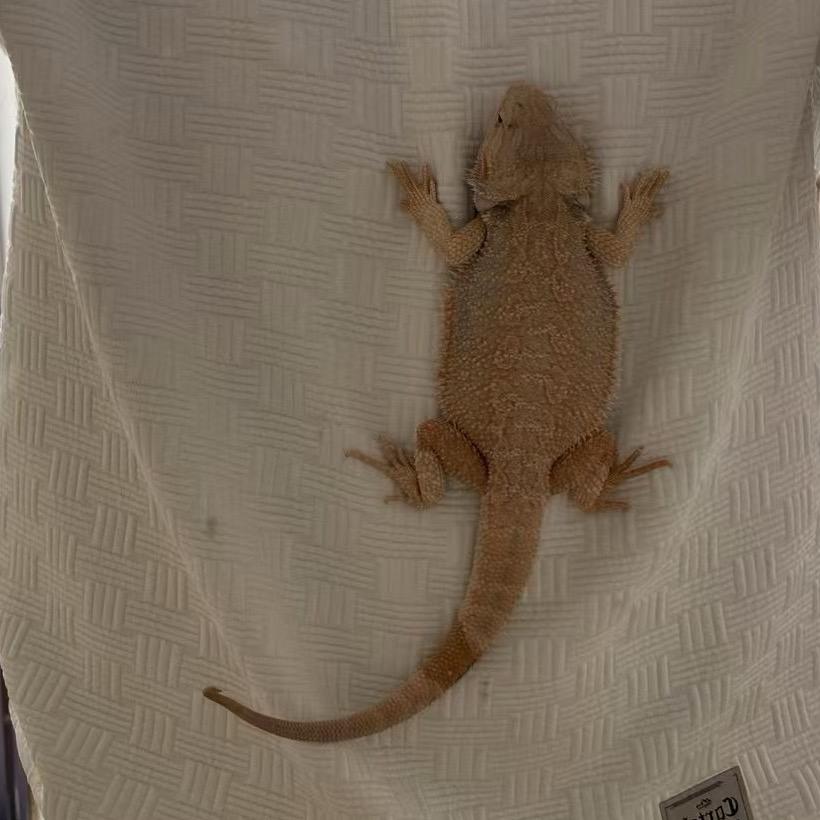 小宠