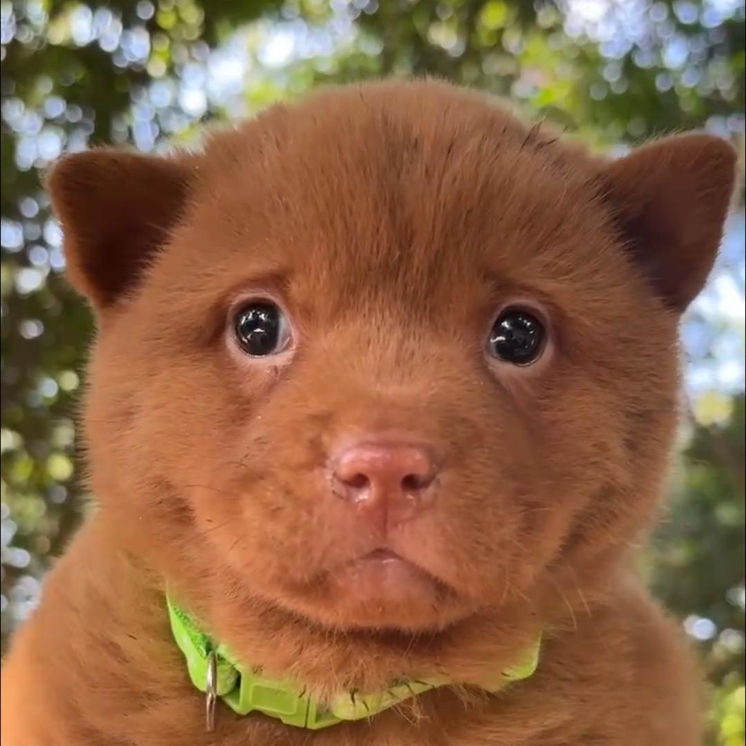 曼巴犬舍直播2️⃣号
