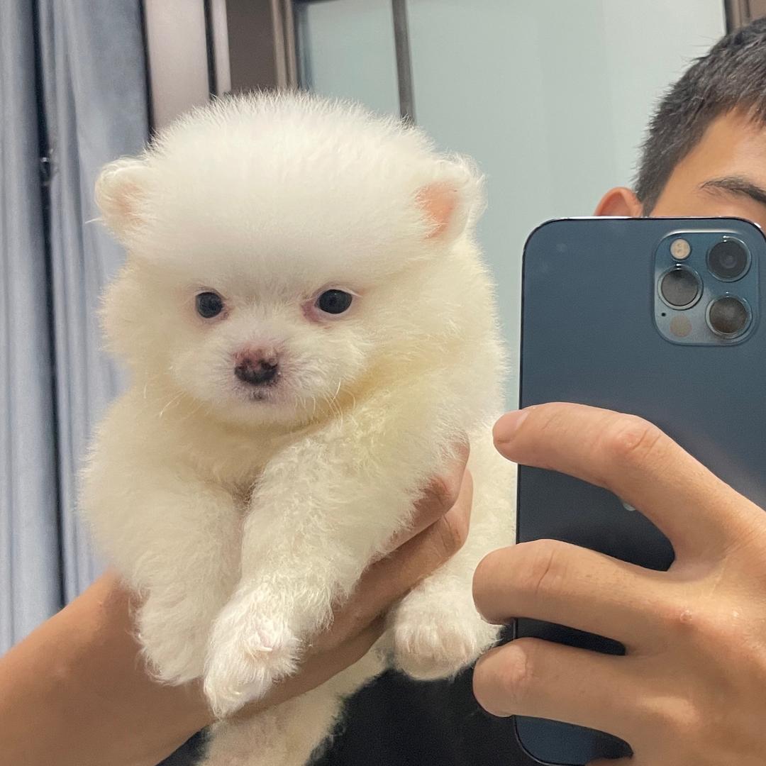 潮汕啊猪在物狗