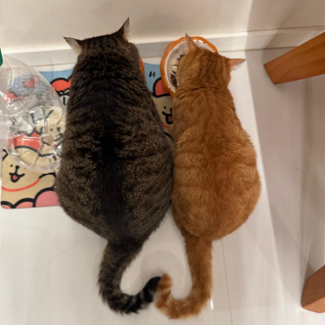 汪汪碎冰冰~