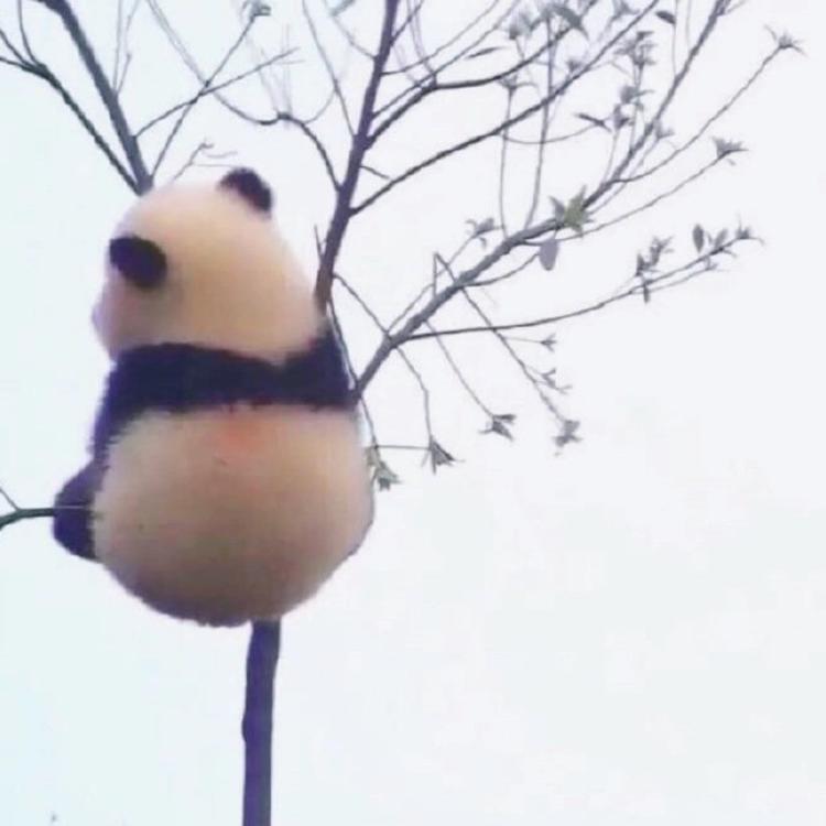 小白虫（没票装高冷版）