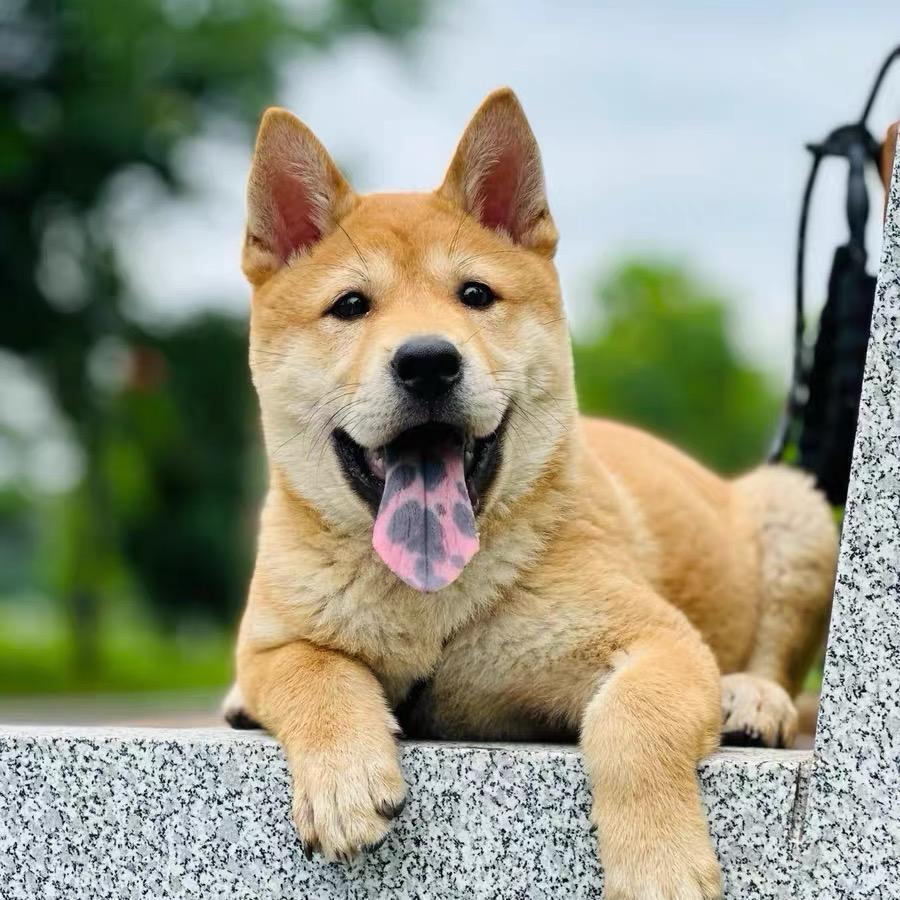 田园犬小七（自家犬舍）