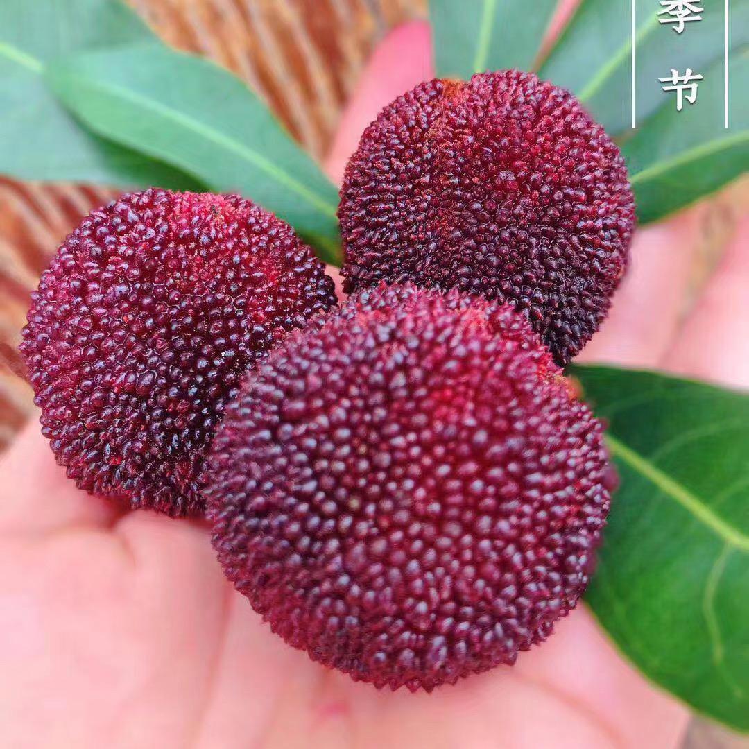 仙居杨梅🍑小王