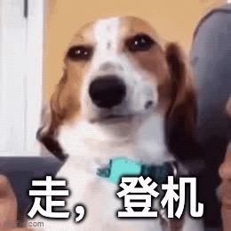 石榴是只猫咪