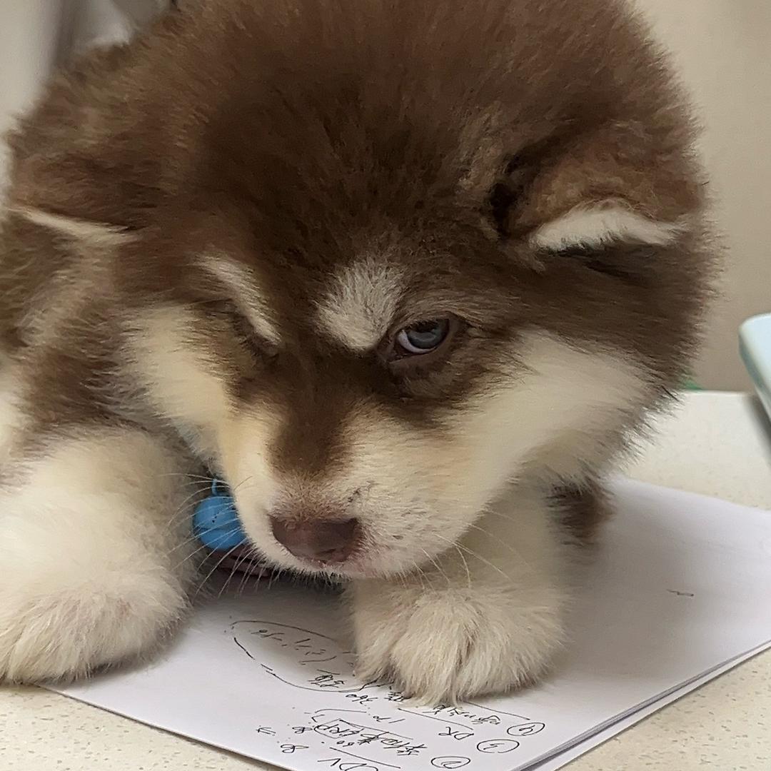 来财今天拉屎了吗