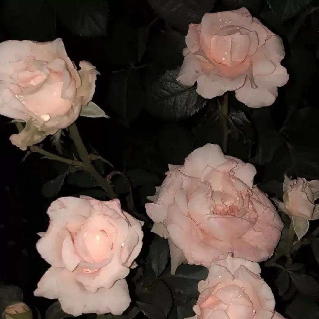 不布
