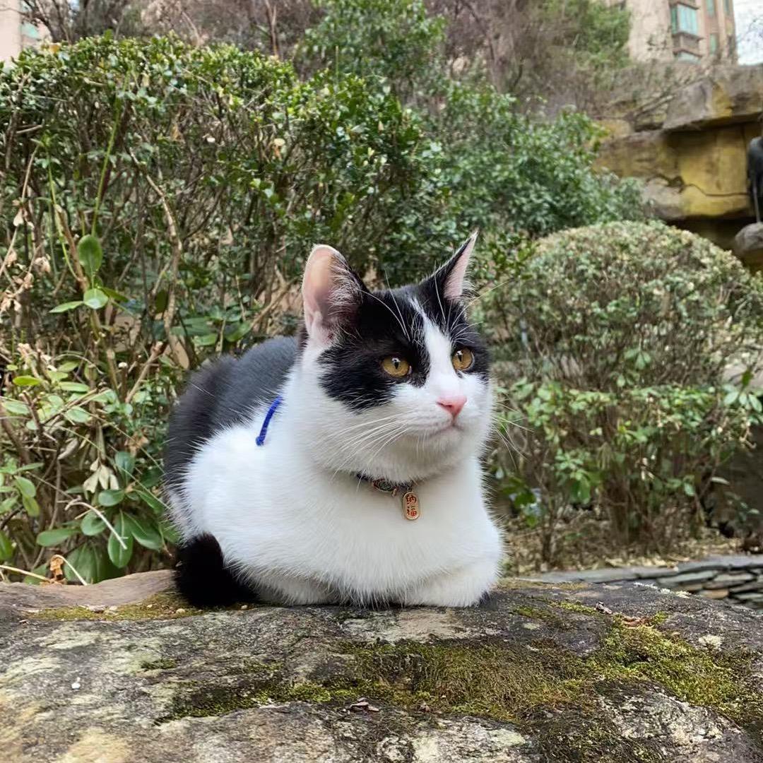 我和流浪猫是朋友