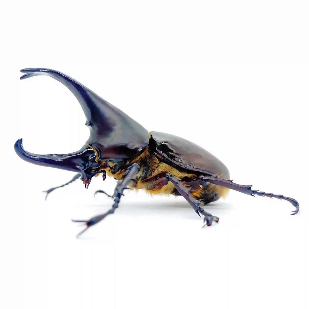 腾冲昆虫标本精选小铺