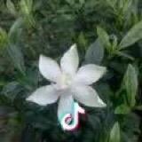 舒心
