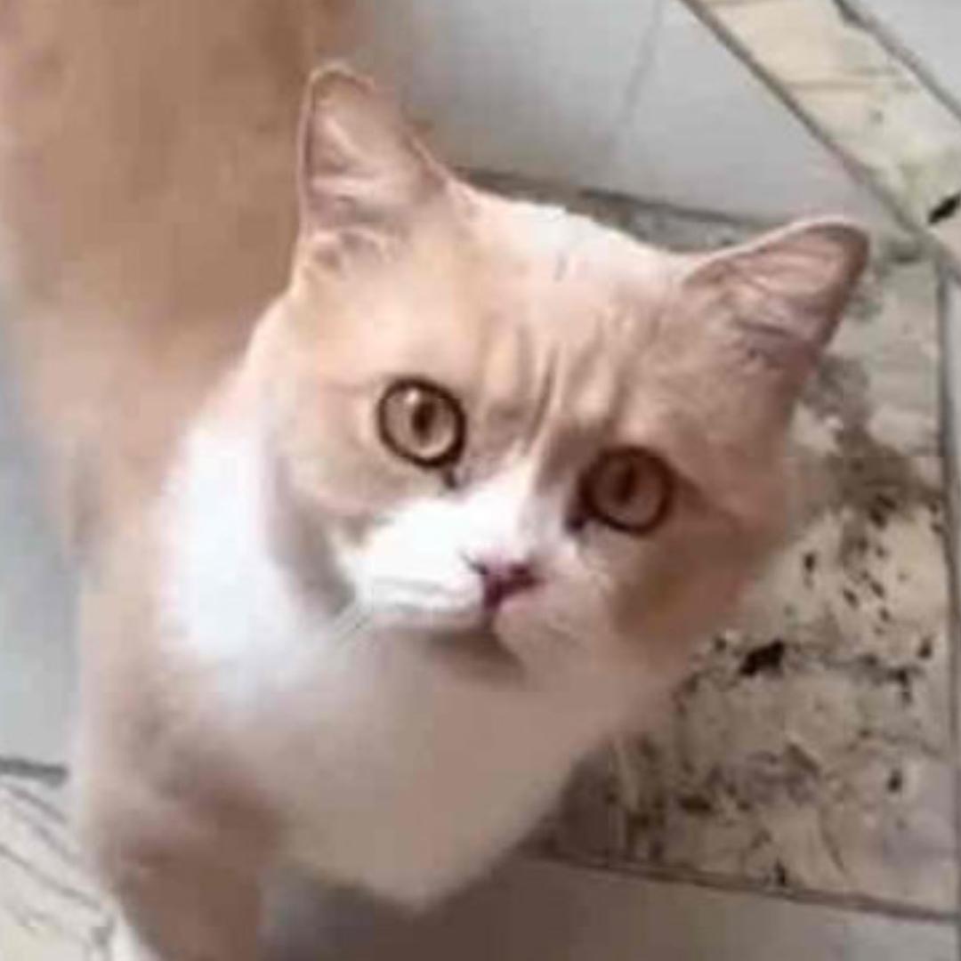 淮安老太万元寻猫