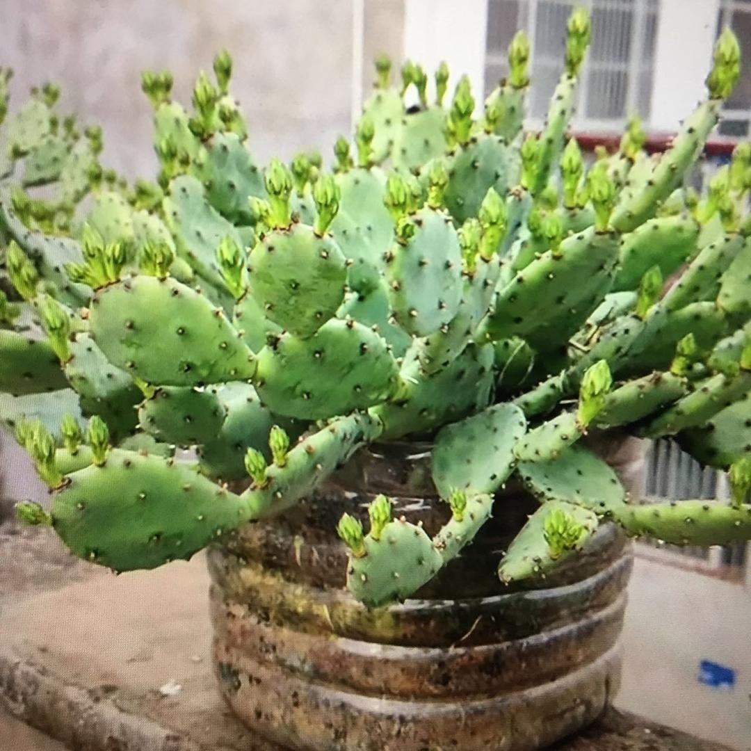 沙漠玫瑰