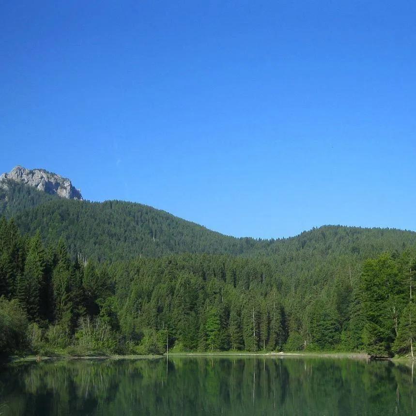 寒武纪土特绿植优品店