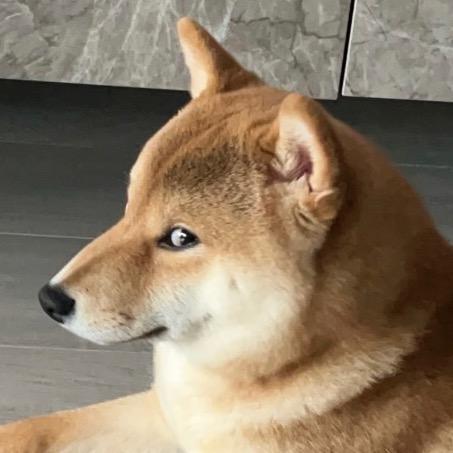 柴犬咖啡