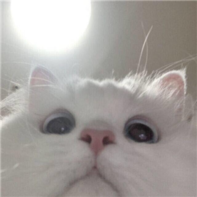 邪恶窝瓜
