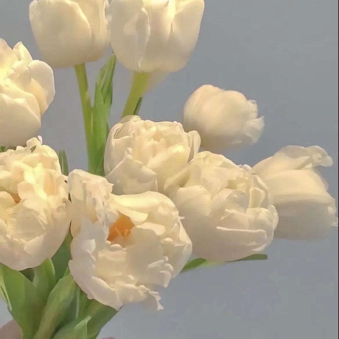 茜茜