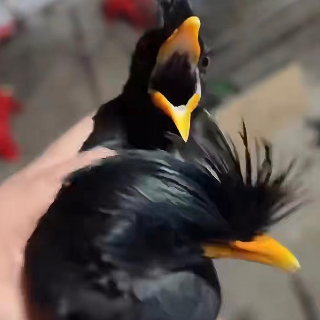 林梗笙在越南