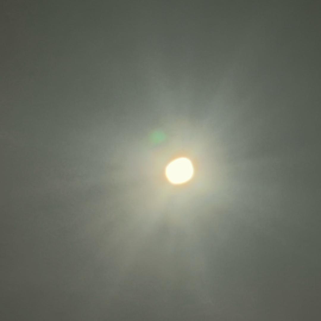 辣酒团子🌻