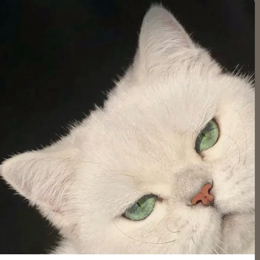 馄饨子有点困🐱