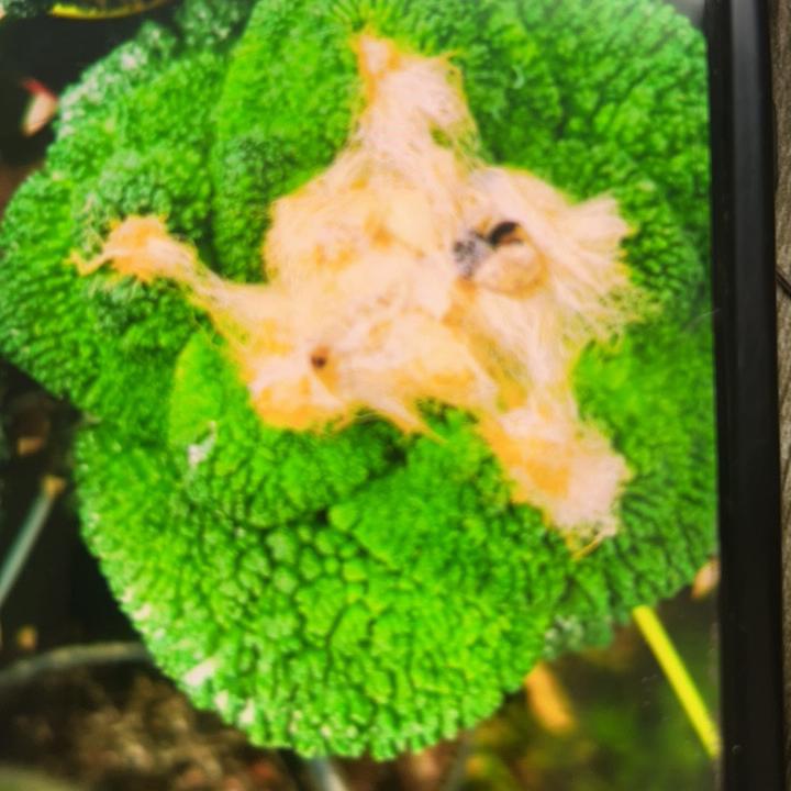 赵姐花卉