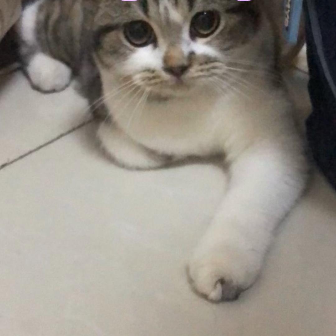 猫咪宝贝