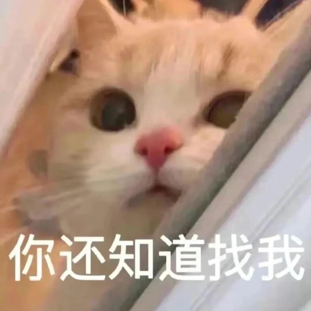 蓝风铃