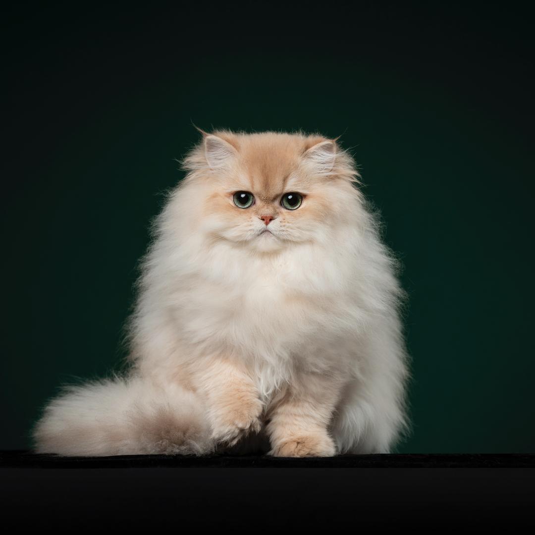 沁宝的金渐层（乌鲁木齐）