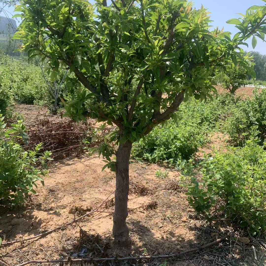 量园果树苗木专营店