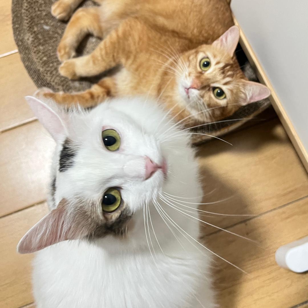 白橘子猫