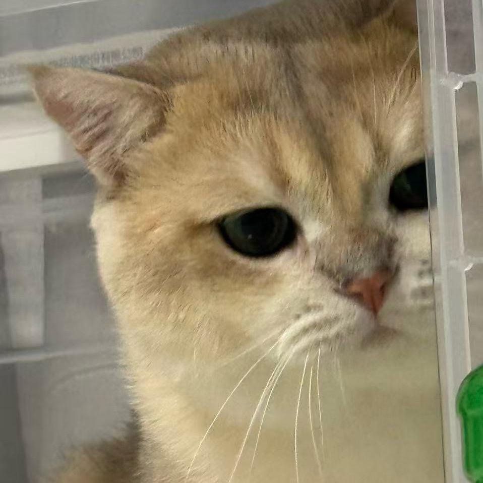 猫咪汪汪叫