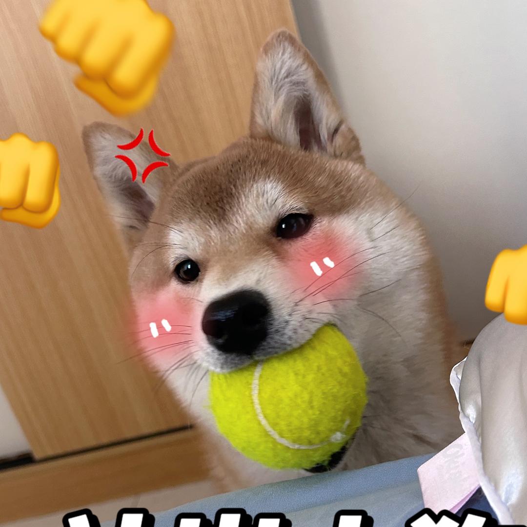 小柴eleven