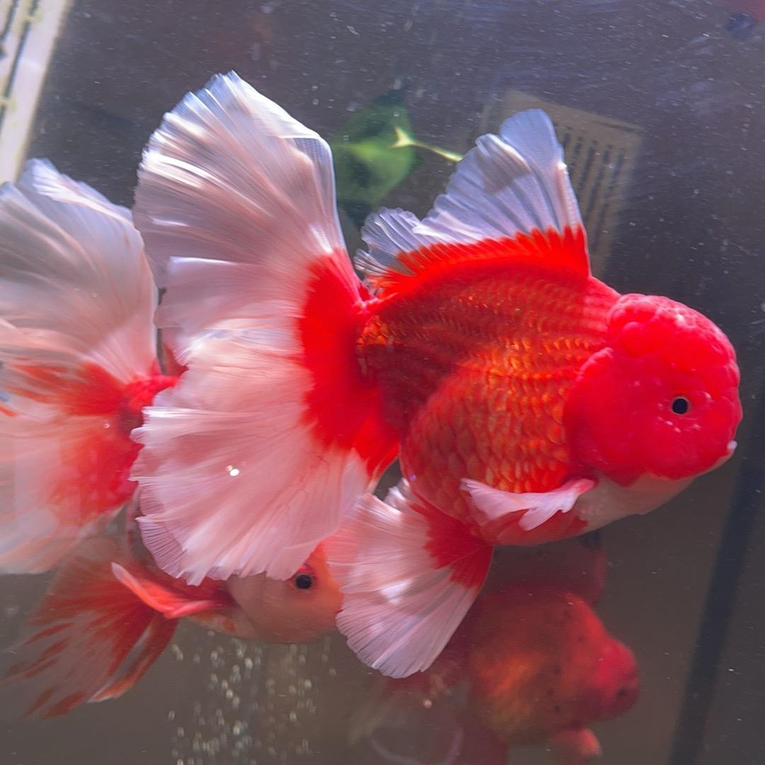 🐟你相遇