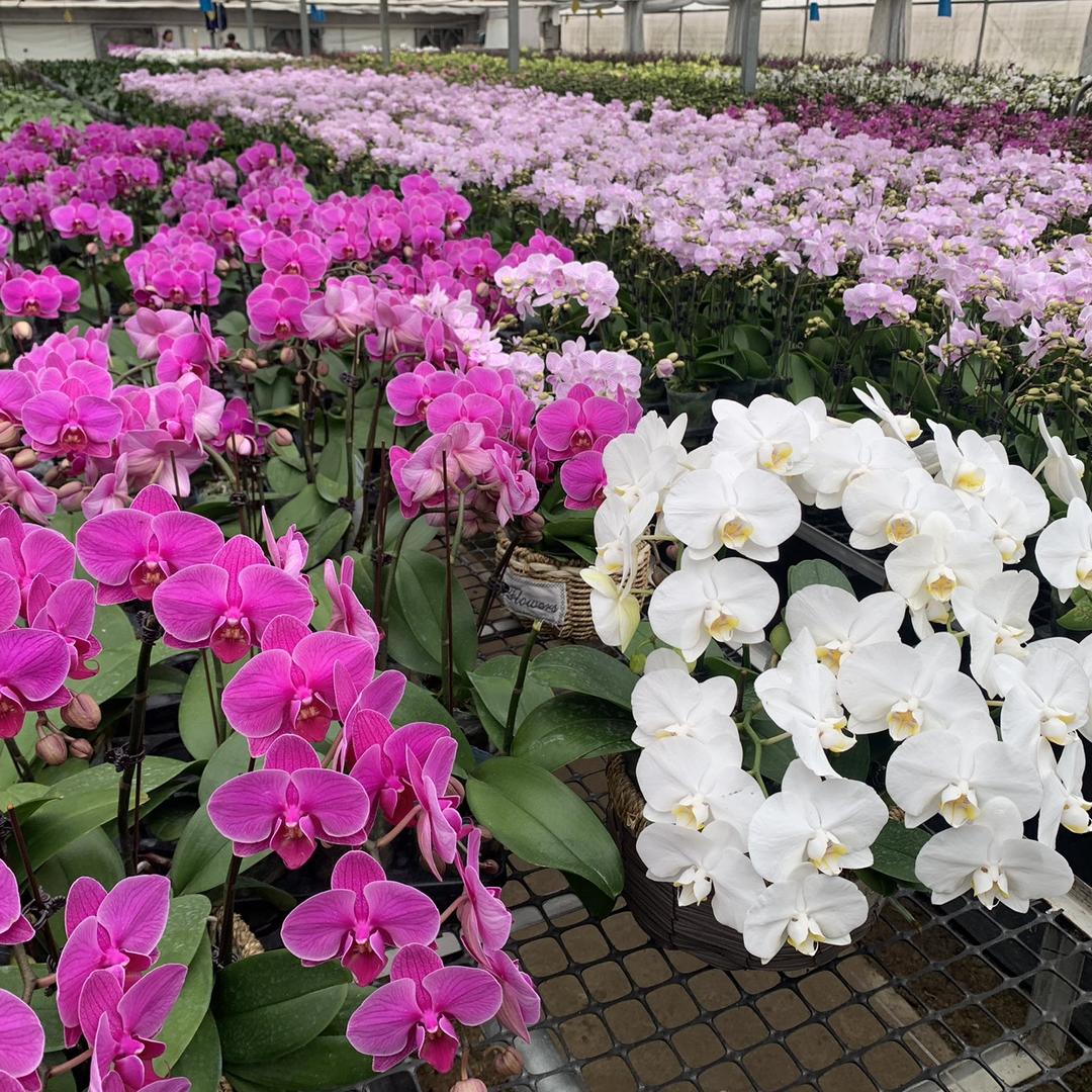 向阳花卉