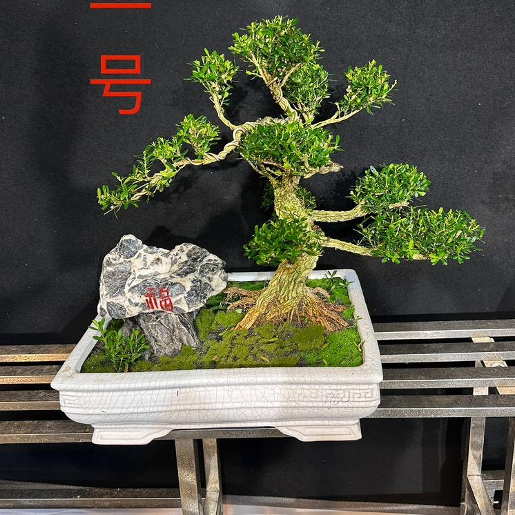 木东盆景花卉