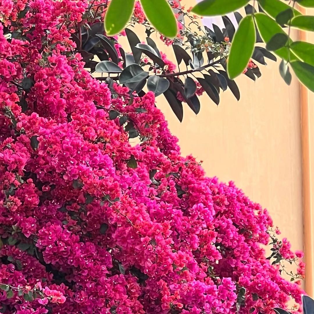 悦昕园艺三角梅