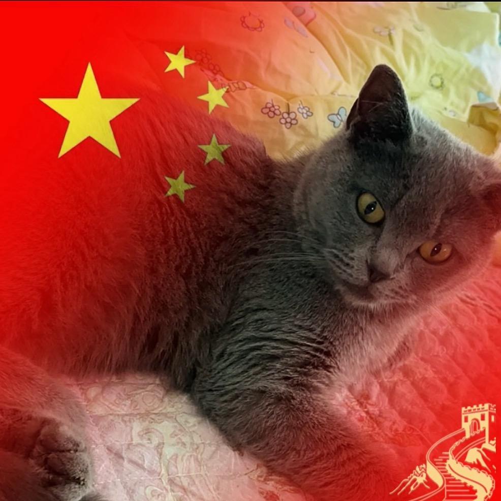 可乐是只猫