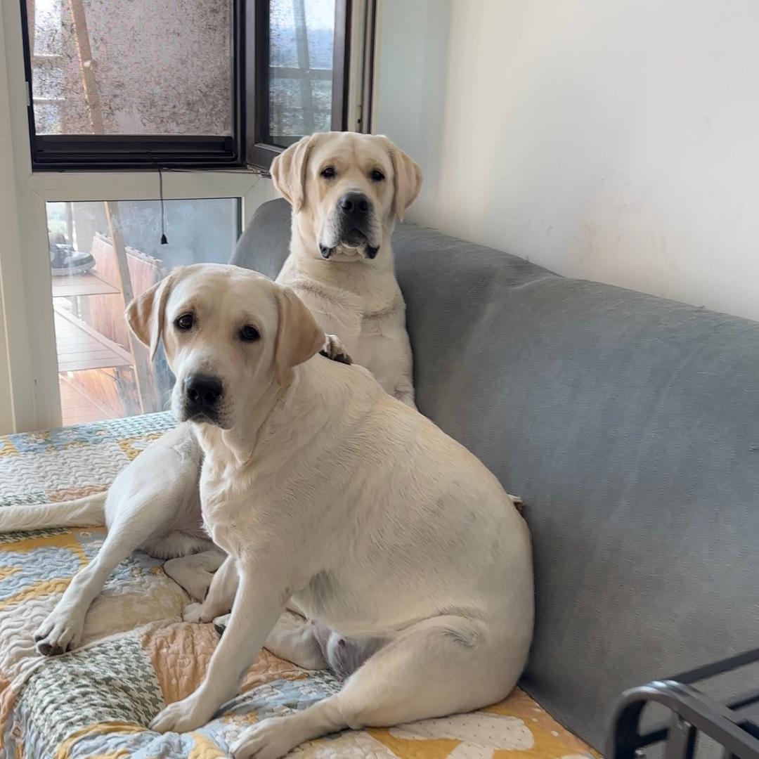 王哈哈的热高高🐶
