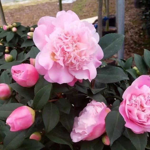 眼镜花木场