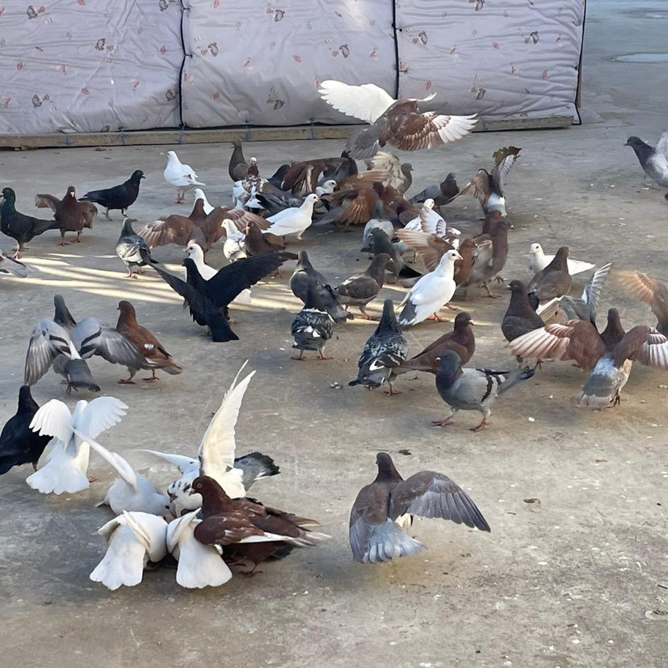 硕诚农村鲜品小铺